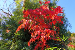 秋色パレード４