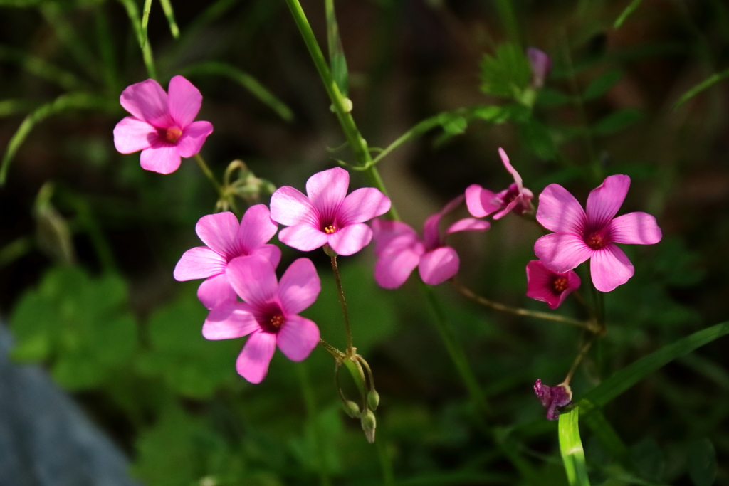 里山散歩イモカタバミ