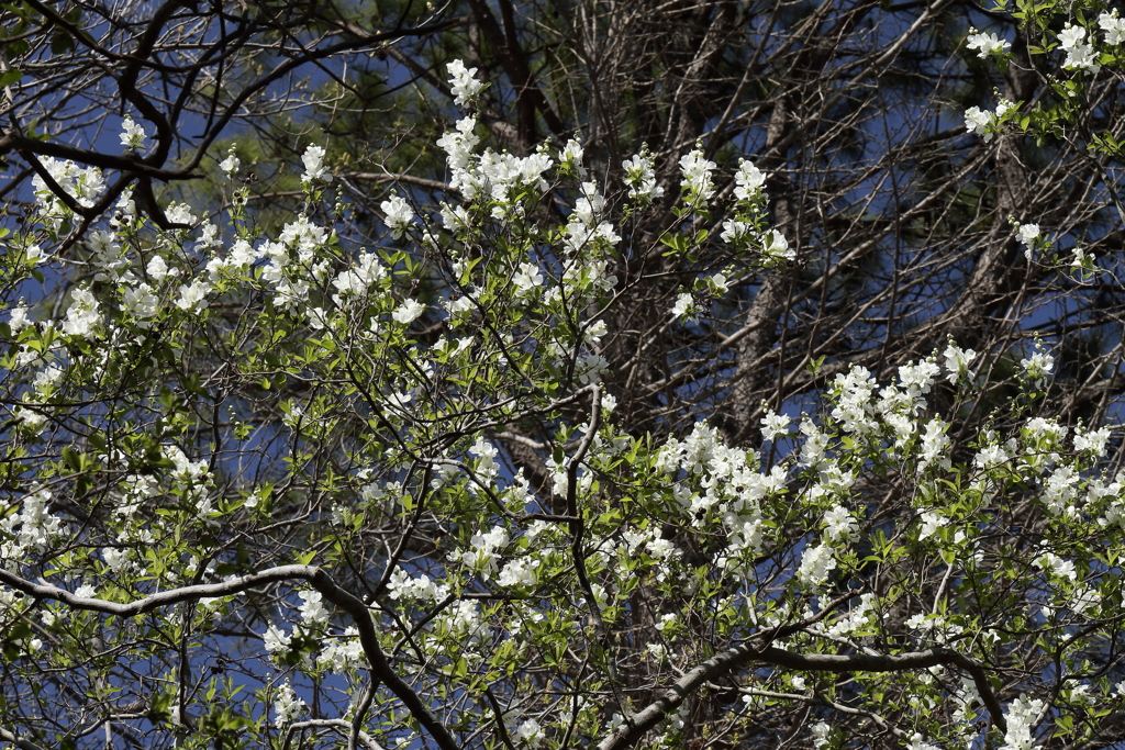 植物園から「利休梅」２