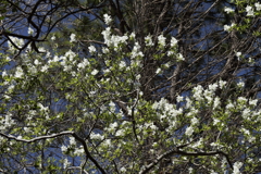 植物園から「利休梅」２