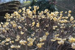 花散歩満開ミツマタ1