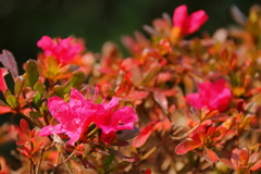 望春のつつじ