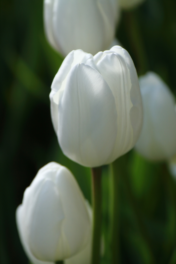 冬チューリップ白２