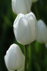 冬チューリップ白２