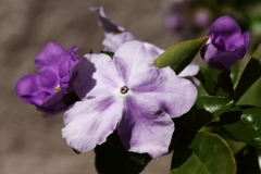 我が家のニオイバンマツリ１