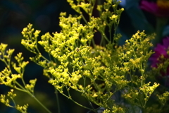 花散歩オミナエシ