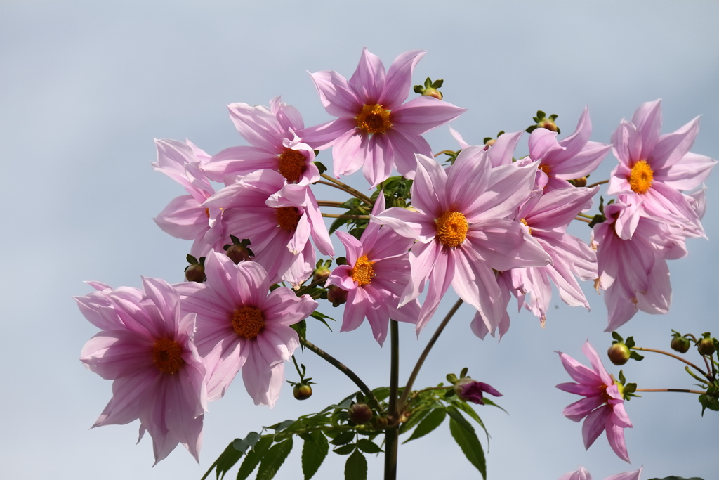 散歩道に咲く皇帝ダリア２