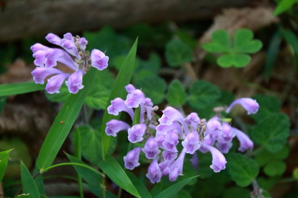 里山散歩タツナミソウ１