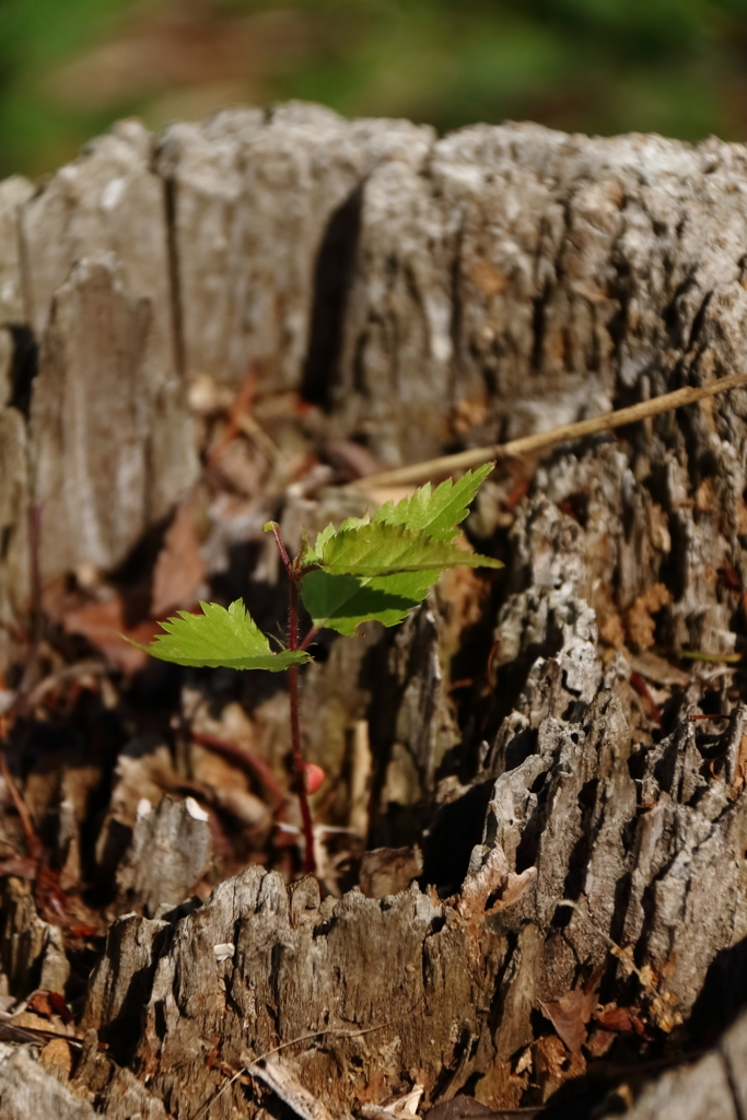 切り株ぐらし２
