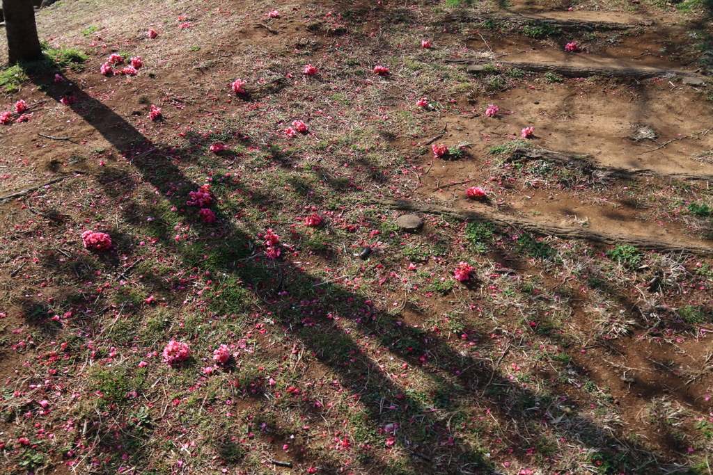 散る緋寒桜