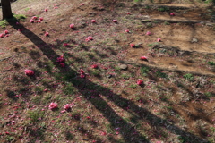 散る緋寒桜