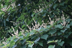 花散歩アカメガシワ１