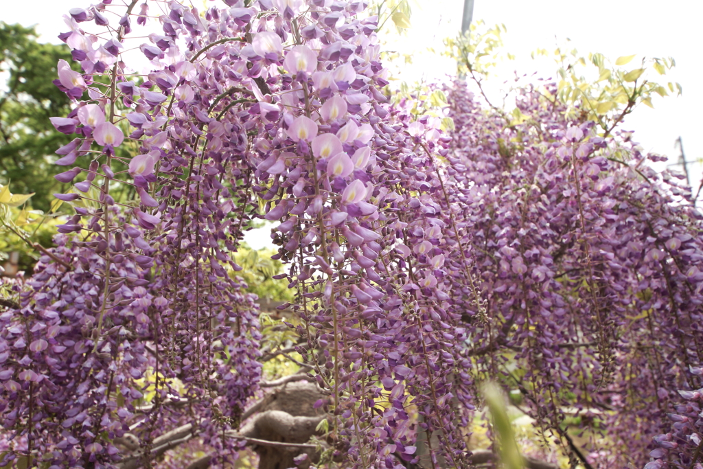 藤の季節３