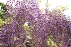 藤の季節３