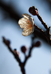 梅花ほころぶ頃