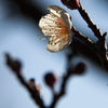 梅花ほころぶ頃