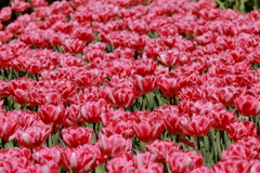 春、チューリップ７