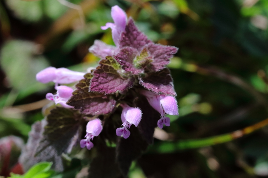 里山の野草２ヒメオドリコソウ