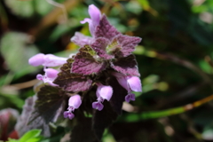 里山の野草２ヒメオドリコソウ