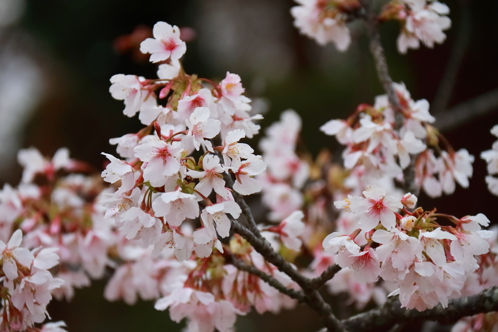 玉縄桜２