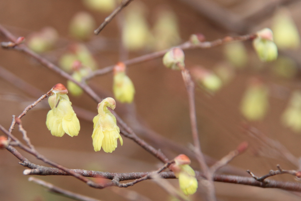 ヒュウガミズキ開花１