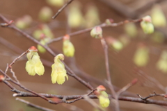 ヒュウガミズキ開花１