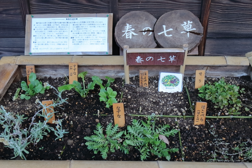 恒例春の七草