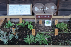 恒例春の七草