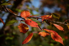 紅葉