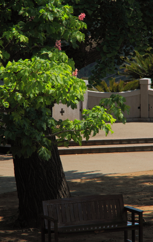 マロニエの咲く木陰で