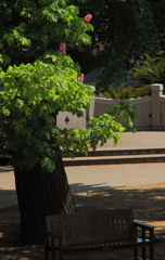 マロニエの咲く木陰で