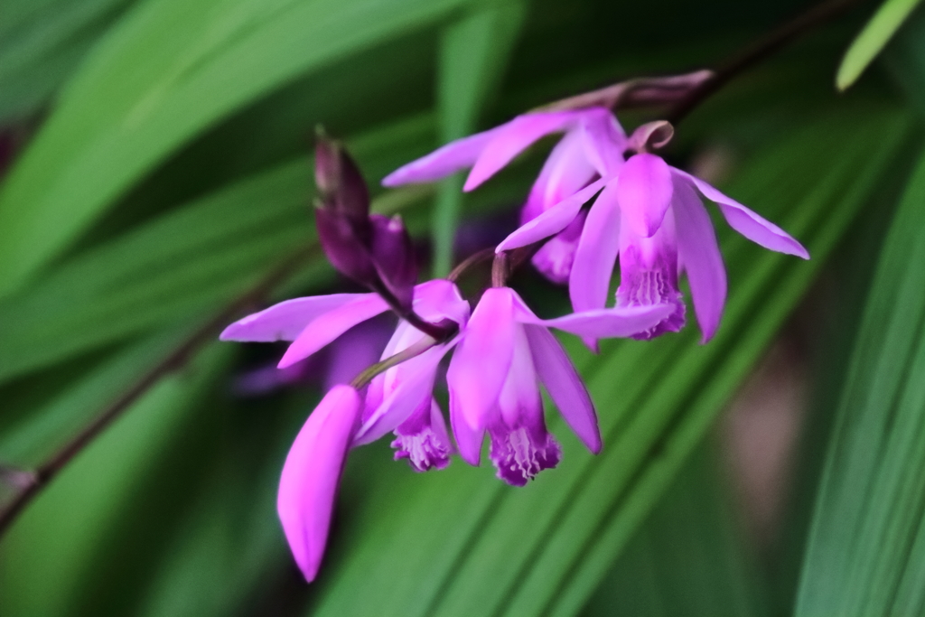 花散歩シラン３