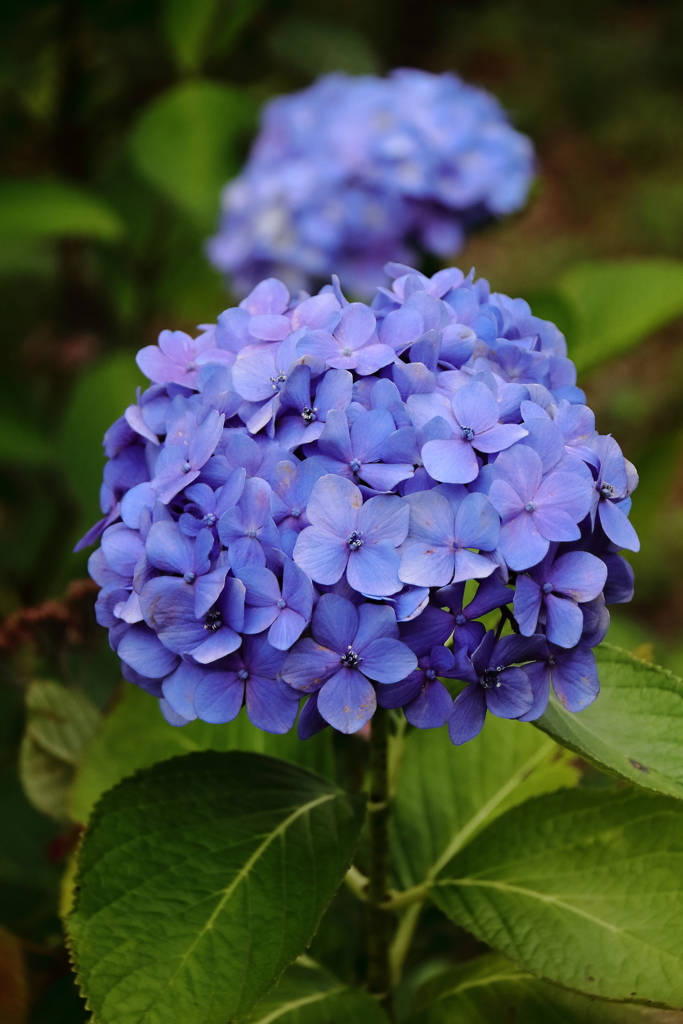 梅雨空あじさい３