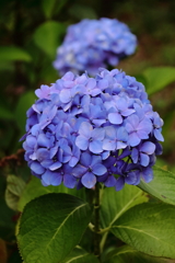 梅雨空あじさい３