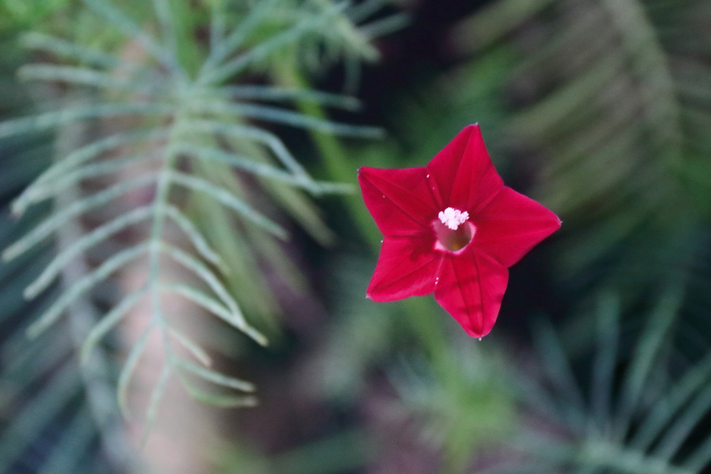 深紅のルコウソウ