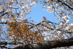 花散歩山桜３