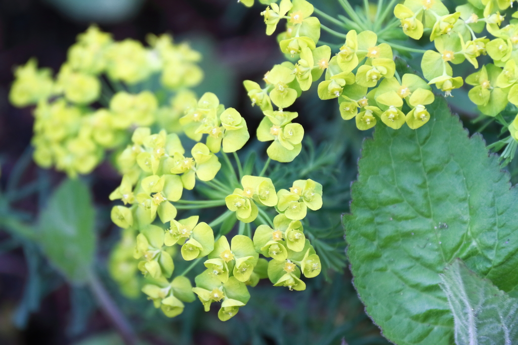 マツバトウダイ