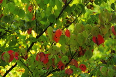 アクセントをつけて