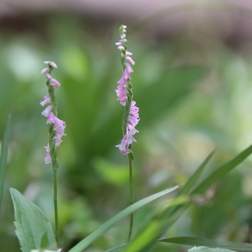 花散歩ねじばな２