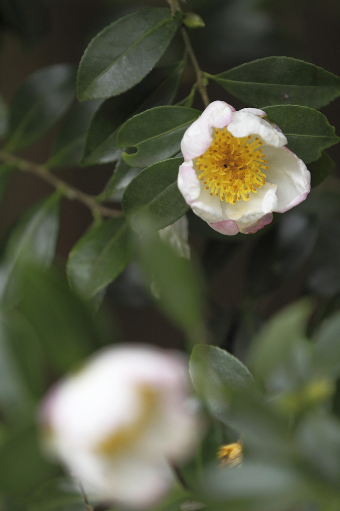 花の歳時記　サザンカ１