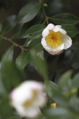 花の歳時記　サザンカ１