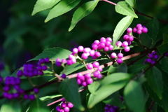 ムラサキシキブの秋