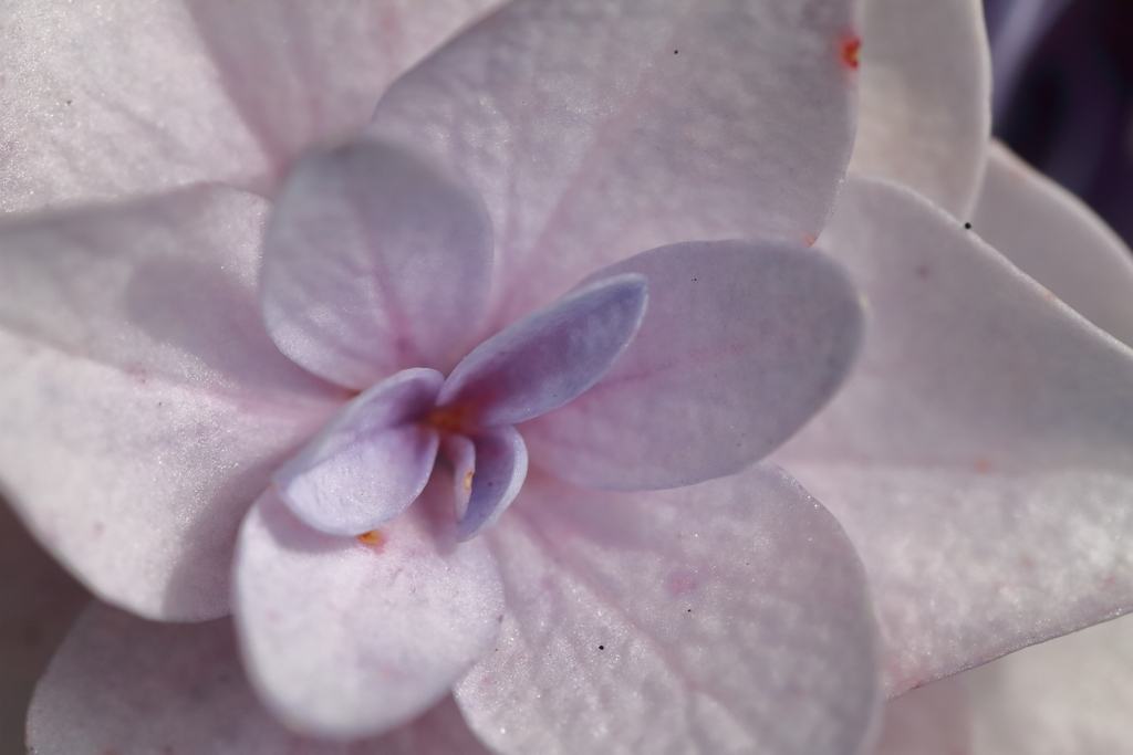 紫陽花いろいろ６