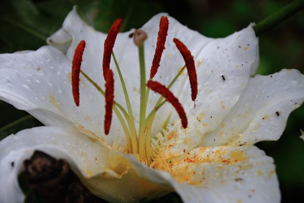 里山花散歩白百合