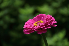 花散歩百日草