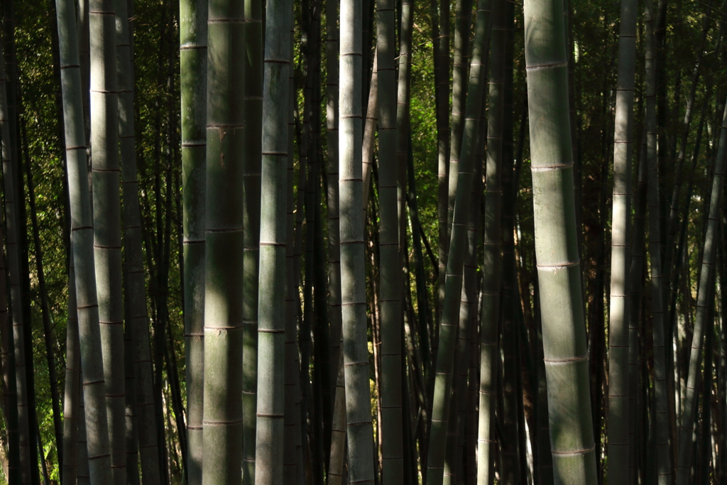 竹林１