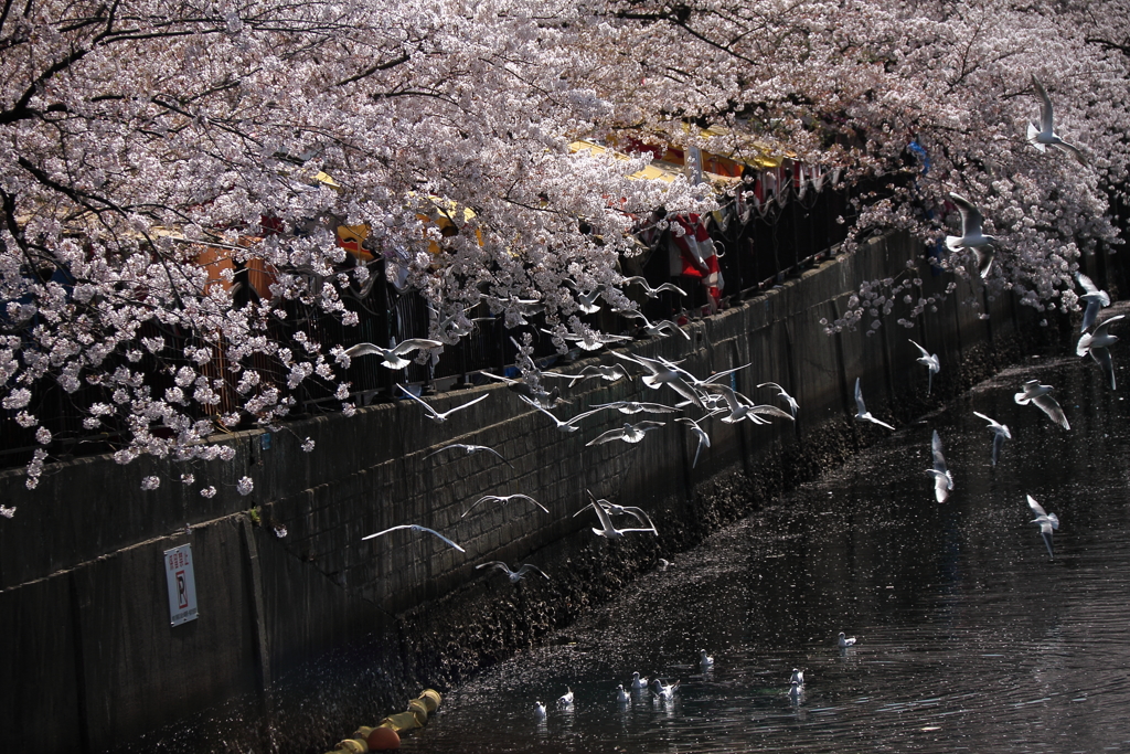 桜に群れる２