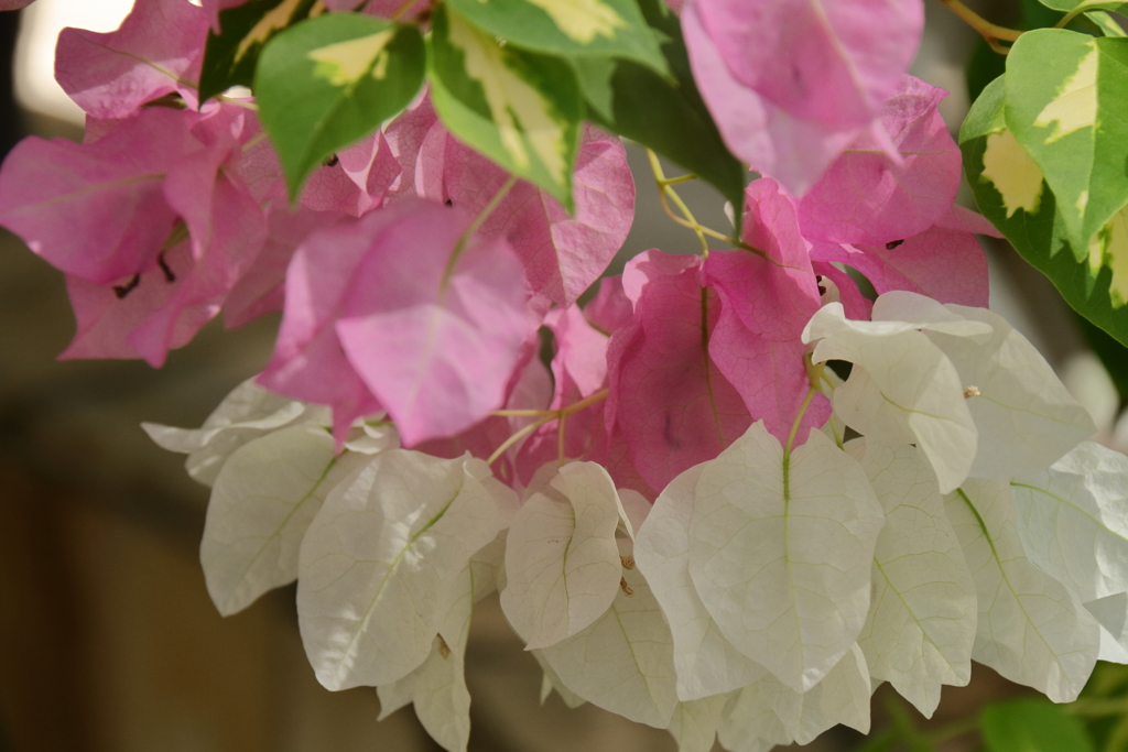 ブーゲンビリア２