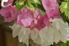 ブーゲンビリア２