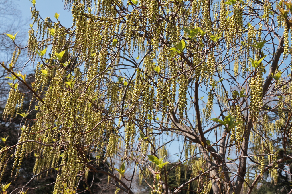 春、植物園19ハチジョウキブシ